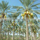 Organic Dates on Branch. Deglet Noor Dates On Branch, Organic Branched Dates 250g Tray thumbnail-4