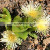 Sceletium Tortuosum / Kanna, 5% Alkaloid Extract thumbnail-1