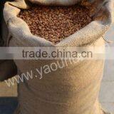 Wholesale Price Apricot Kernels thumbnail-2