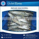 Long-Lasting Approved Quality Indian Mackerel Frozen Fish thumbnail-3