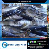 Gilled and Gutted Fresh Yellow Fin Tuna