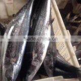 Exotic Mackerel Spanish thumbnail-2