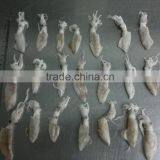 Frozen Chinese Baby Squid Loligo Japonica thumbnail-5