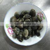 V-packed Cooked Short Clam Necked in Shell thumbnail-3