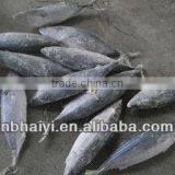 Sarda Sarda 1.5kg up Loaded 2.18 ,2013 thumbnail-1