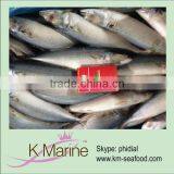 China Manufacturers Seafood Mackerel thumbnail-1
