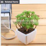 Cutest Succulent Plants Wholesale Mini Tropical Plants thumbnail-4