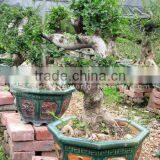 Ulmus Pumila Small Potted Bonsai thumbnail-1