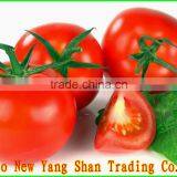 (HOT) Fresh Tomatoes Exported Europe and the United States/red Tomatoes thumbnail-1