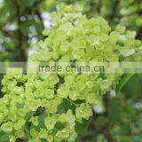 Fashionable Promotional Pretty Hydrangea Flowers thumbnail-3