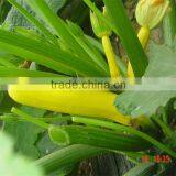 Yellowtiao 2 Yellow Skin no Belly Hybrid Squash Seeds