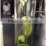 Glass Domes Bell Jars Glass Vase thumbnail-1