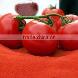 Spray Dried Tomato Powder thumbnail-1