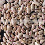 China High Quality Speckled Beans Wholesale thumbnail-3