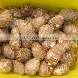 Fresh Taroes thumbnail-1