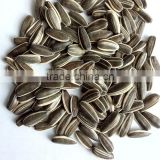 2016 hot sale small size black sunflower seeds with white stripes