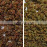 RGB Camera Ccd Grain Color Sorter Machine With 2T/H High Capacity thumbnail-2