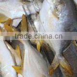 High Quality Frozen Golden Pomfret Fish thumbnail-3