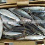 Frozen Big Size Mackerel Fish for Sell Market With High Quality thumbnail-1