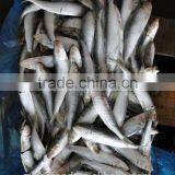 Frozen Sardine Fish thumbnail-3