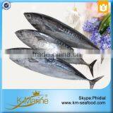 Hot Selling 18 Months Shelf Life Frozen Bonito Tuna Whole Fish thumbnail-4