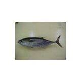 Netherlands Fresh Yellow Fin Tuna thumbnail-1