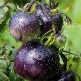 Vegetablel Seed Red & Black Tomato Seed Greenhouse Tomato Seeds no 61 thumbnail-2