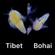 Good Quality High Hatch Rate Premium Bohai BBS Artemia Cysts Brine Shrimp Eggs thumbnail-1