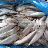 Head off Gutted Tail off Frozen Sardine Fish and Sardinella Longiceps thumbnail-5