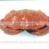 EDIBLE CRAB, RED STONE CRAB thumbnail-1