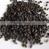 SABJA SEED thumbnail-3