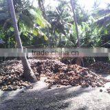 Fresh Coconuts From India thumbnail-1