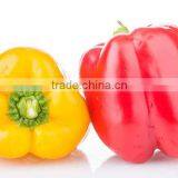 High Quality Yellow Bell Pepper Colorful Pepper on Sale Red Bell Pepper thumbnail-1