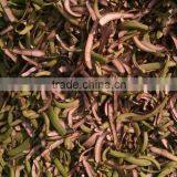 Banana Skin Powder / Banana Peel Powder for Animal Feed Formulation thumbnail-2