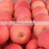 Fuji Apple