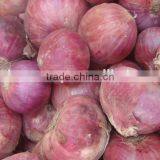 Onion Fresh Phulkara Crop from Pakistan - 2016