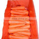 Fresh Vegetable Carrot thumbnail-1