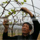 Plastic Film Greenhouse HIGH QUANLITY PE Weaving Fabric GREENHOUSE FILM thumbnail-1