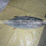 Frozen Tuna thumbnail-2