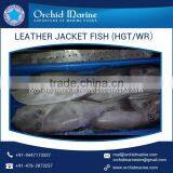 Protein Rich Long Shelf Life Distinct Flavor Fresh Leather Jacket Fish thumbnail-5