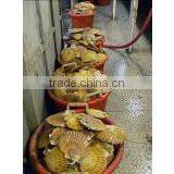 Live Giant Scallop thumbnail-3