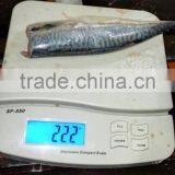 HGT Pacific Mackerel Scomber Japonicus Headless Gutted Tailess thumbnail-4
