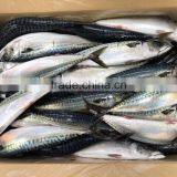 Light Catching Sea Frozen Japanese Mackerel for Wholesale thumbnail-1