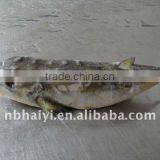 Frozen Obscure Puffer thumbnail-1