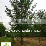 Ginkgo Biloba ( Deciduous Tree) for Cold Climate Landscaping Wholesale Export thumbnail-2