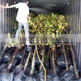 Magnolia Grandiflora Loaded thumbnail-1