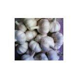 Garlic,fresh Garlic,garlic Supplier,Chinese Garlic thumbnail-2