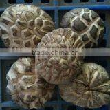 Shiitake Mushroom , Xianggu Mushroom , Maitake Mushroom thumbnail-1