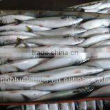 Ship Frozen Small Size Frozen Pacific Mackerel (Scomber Japonicus)