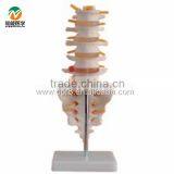 BIX-A1011 Life-Size Lumbar Vertebrae With Tail Vertebrae Model thumbnail-1